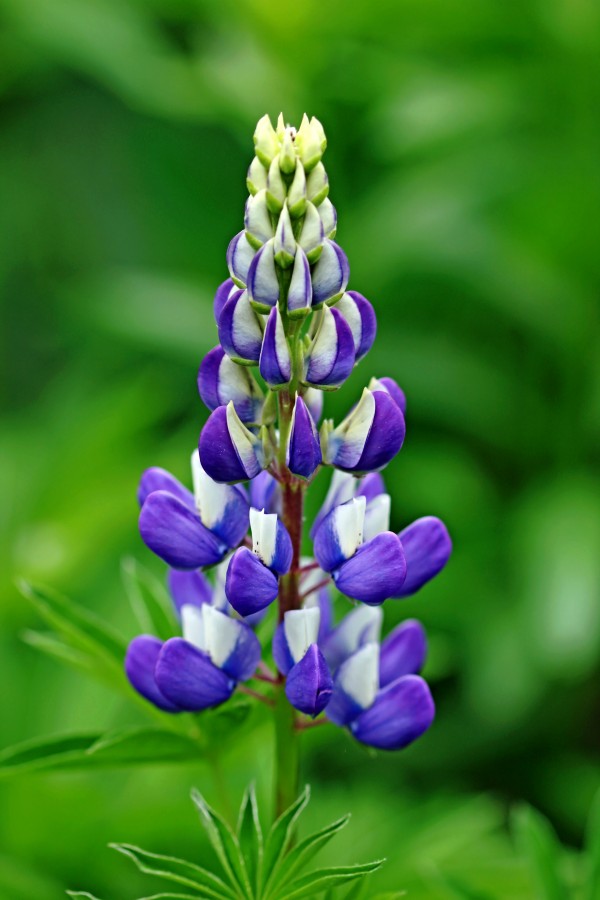 Violet Blue Lupine by Deb Oppermann